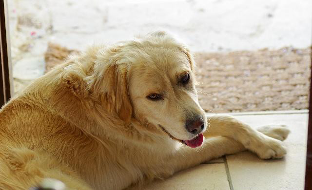 探索金毛犬的魅力，一张六个月大金毛的温馨图片