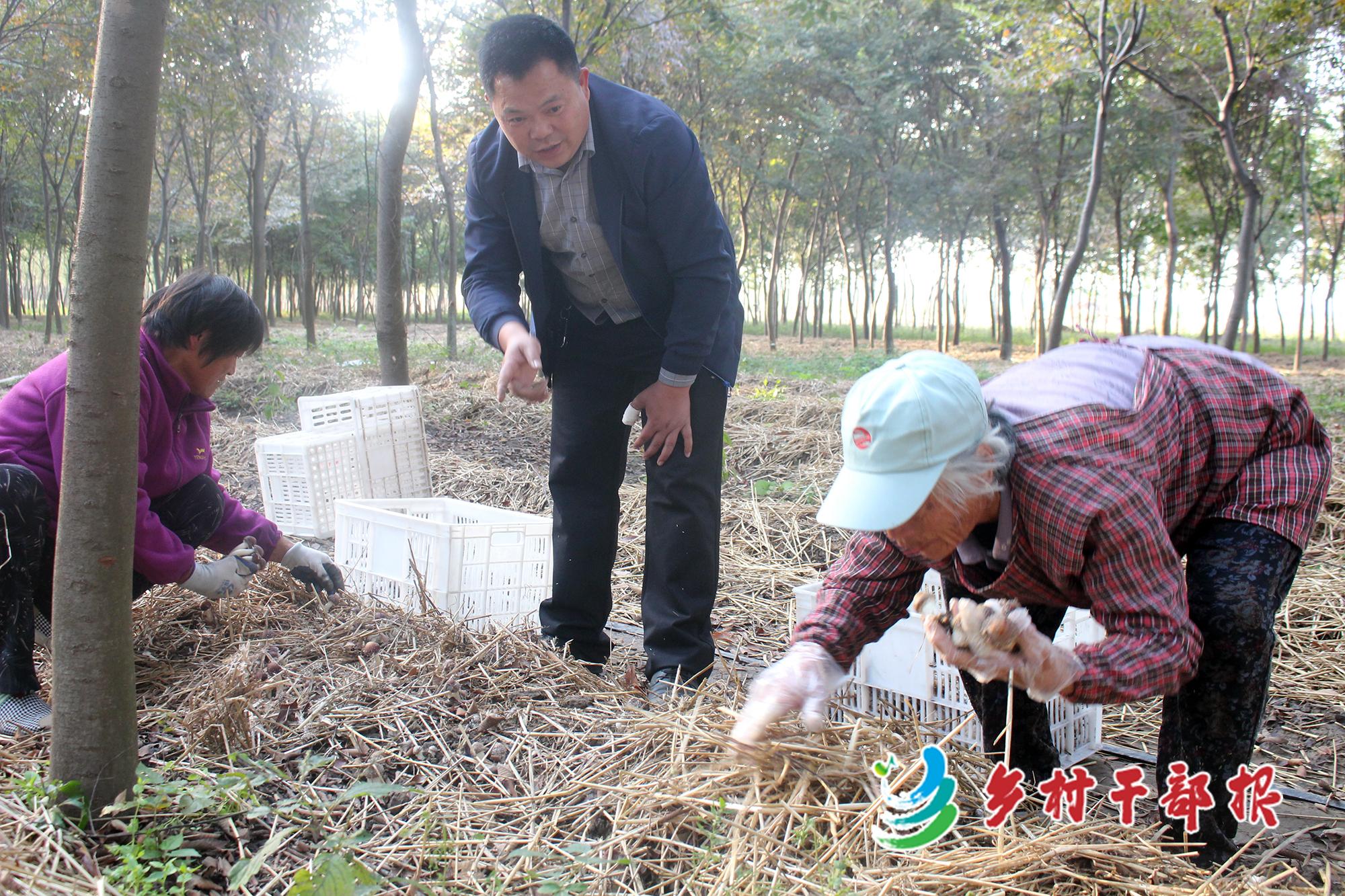 江苏大球科技，引领科技创新的先锋力量