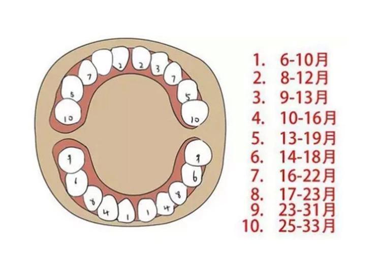 宝宝长牙齿的时间及其影响因素，一般几个月开始长牙齿？