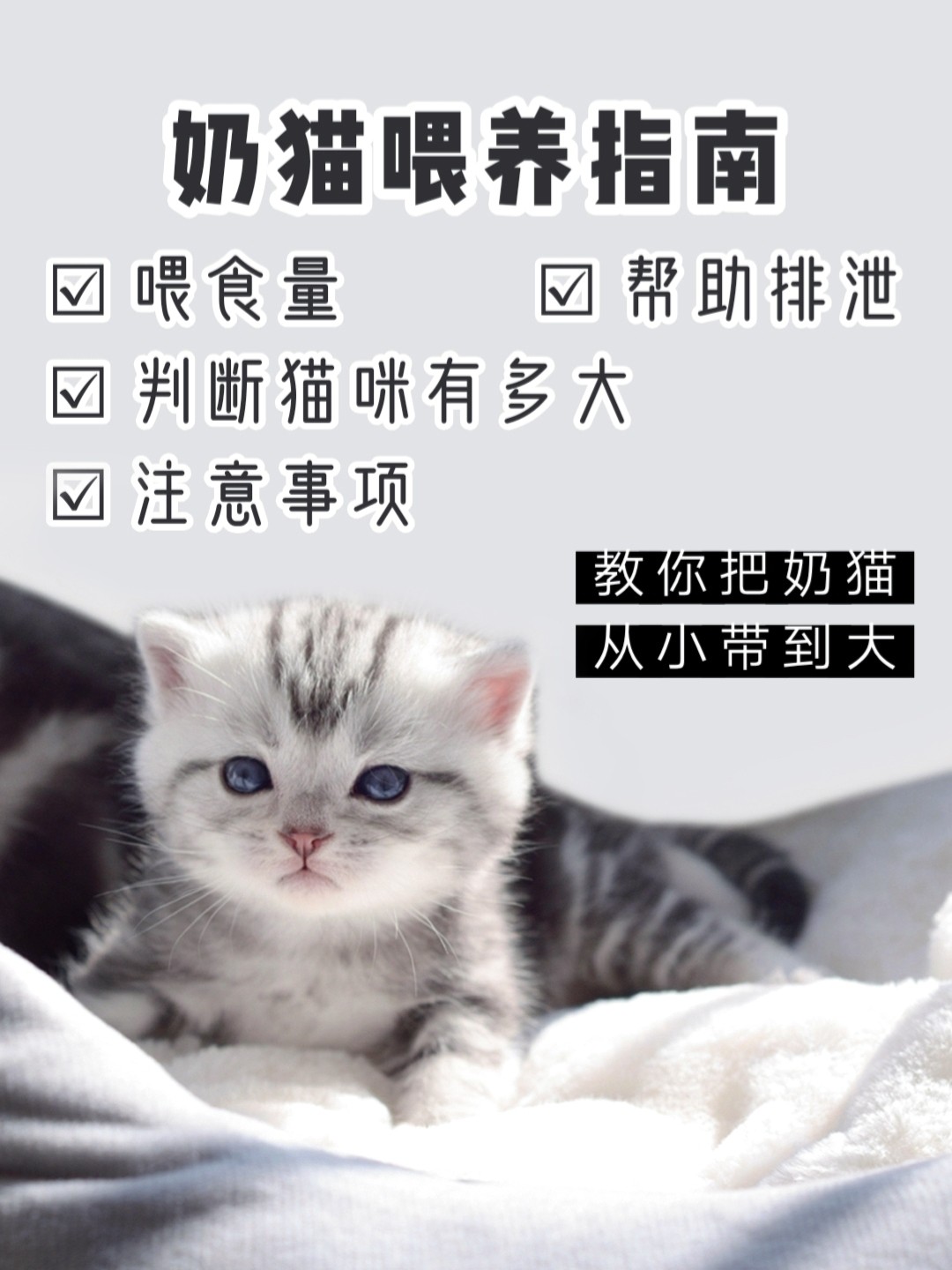 半个月奶猫的养护指南